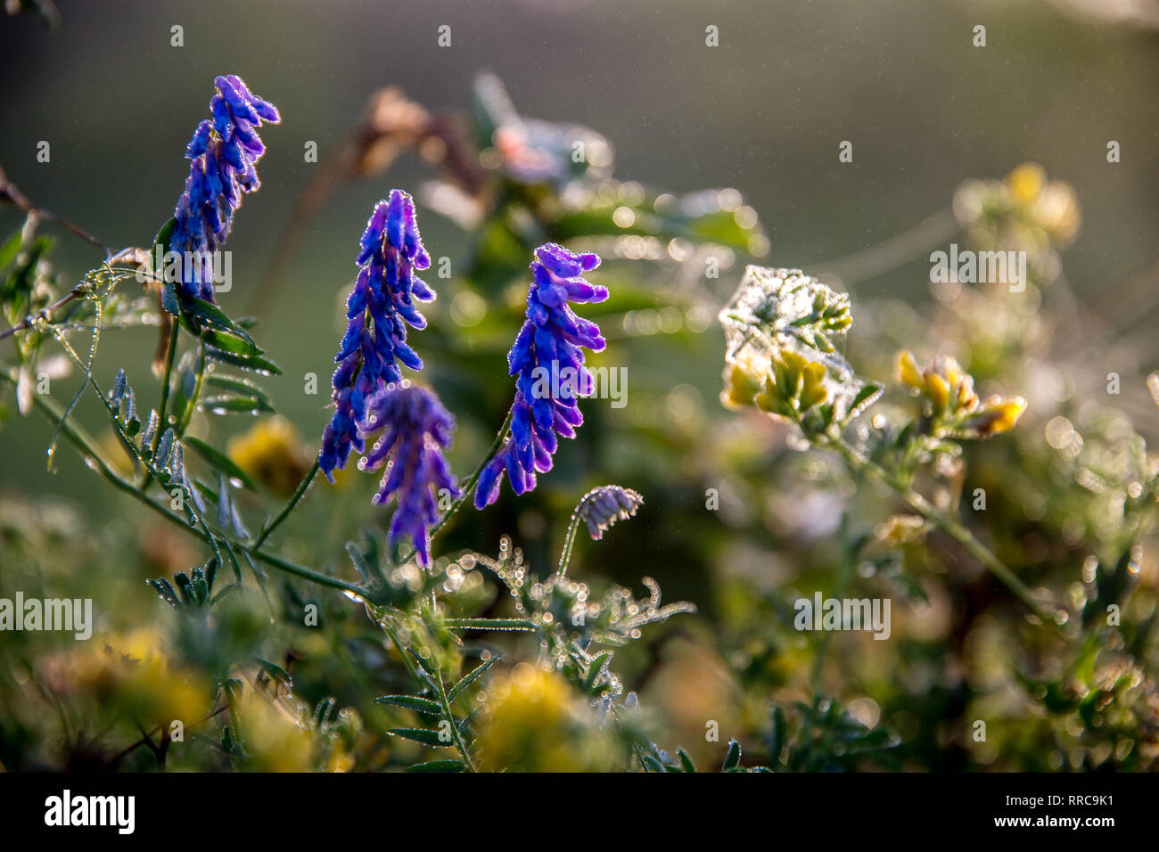 Purple violet wild flowers grass hi-res stock photography and images ...