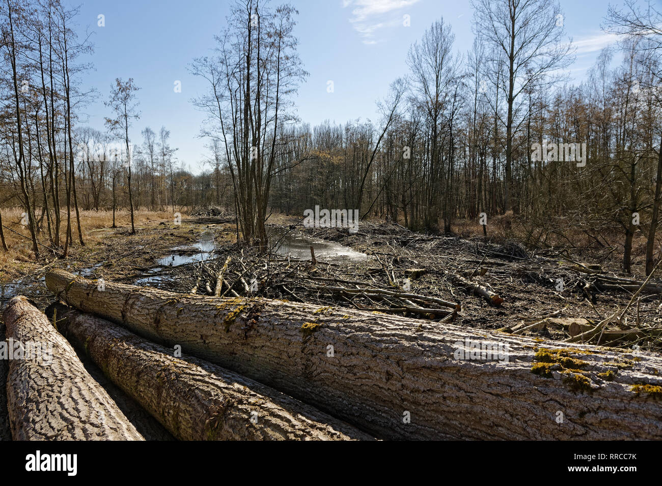 forestry, Hingere, Flanders, Belgium Stock Photo