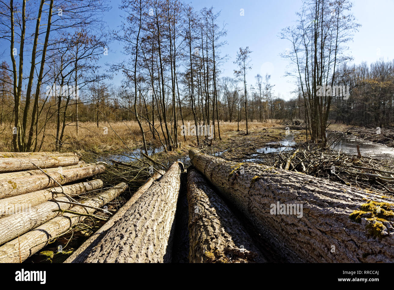 forestry, Hingere, Flanders, Belgium Stock Photo