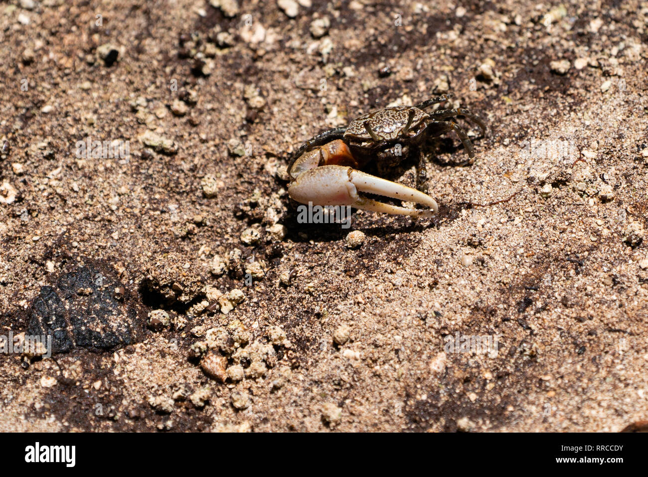 Fiddler crab (Uca tetragonon) male Photographed in a Mangrove swamp, Seychelles Curieuse Island in September Stock Photo