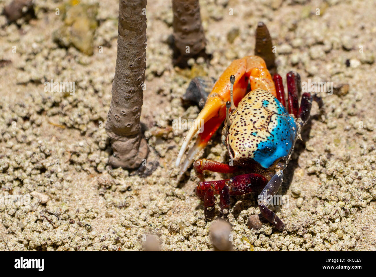 Fiddler crab (Uca tetragonon) male Photographed in a Mangrove swamp, Seychelles Curieuse Island in September Stock Photo