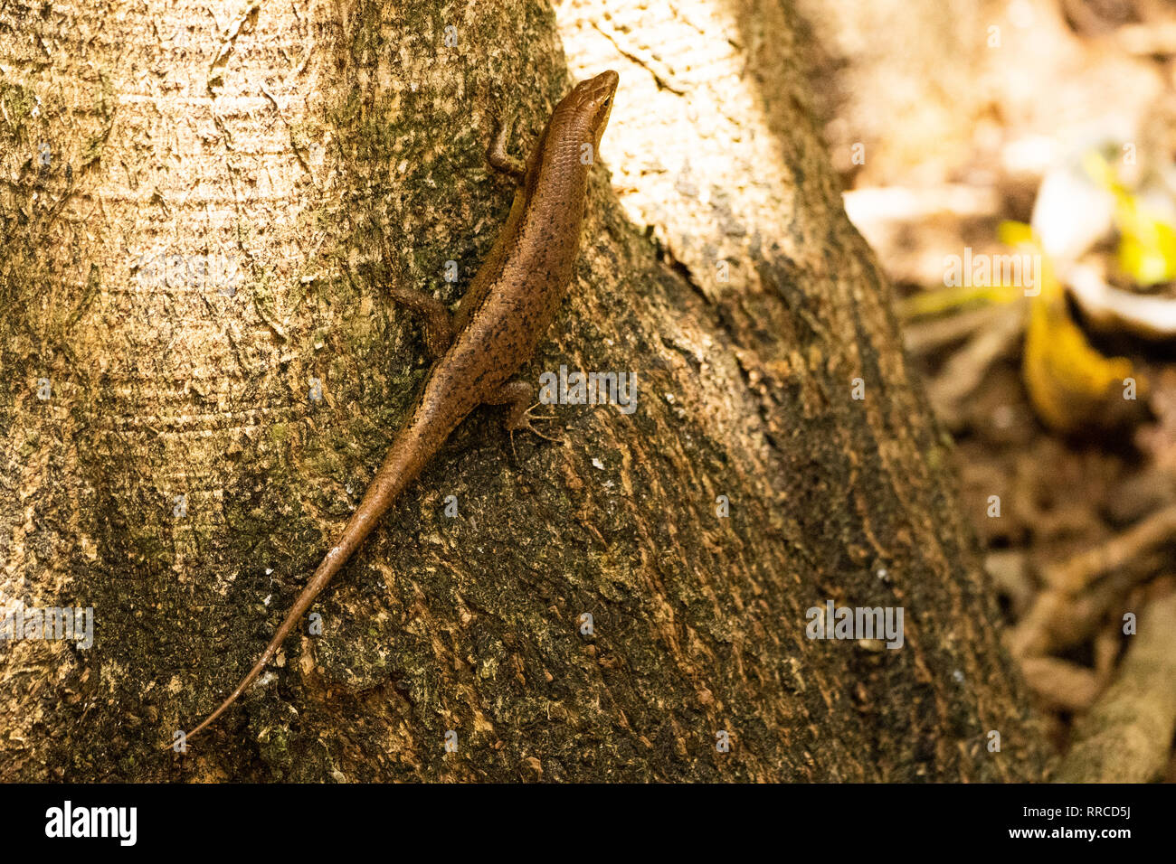 The Seychelles skink (Trachylepis seychellensis) is a species of skink in the Scincidae family. It is endemic to the Seychelles. Photographed in the S Stock Photo
