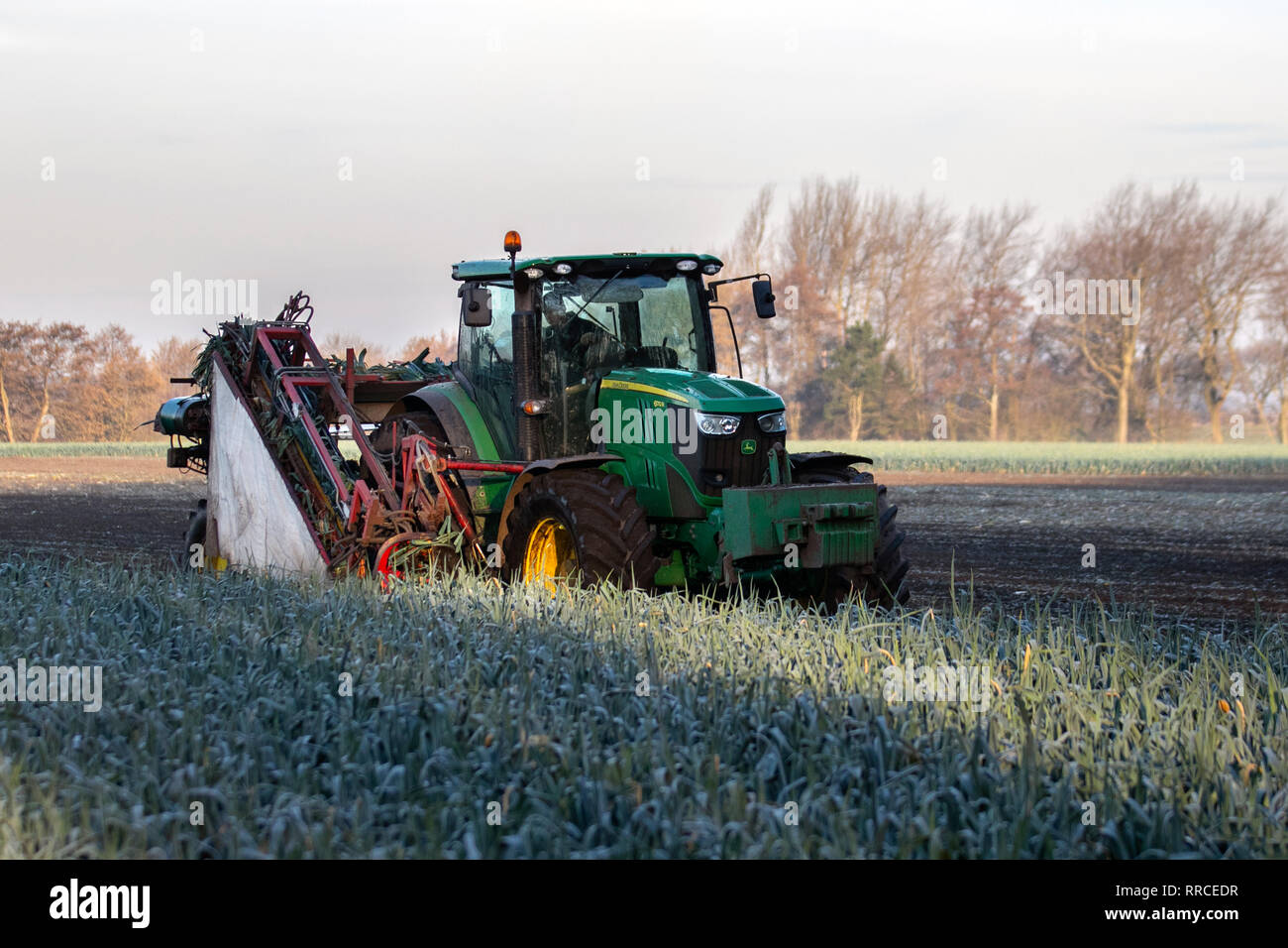 John Deere 6170r working tractor; Harvesting Leeks in dry weather, food, leek, vegetable, green, row, organic, healthy agriculture, fresh, farm, garden, raw plant, nature, natural onion, background, leaf salad, health, group, spring freshness, produce, gardening, harvest ingredient, in Burscough, UK Stock Photo