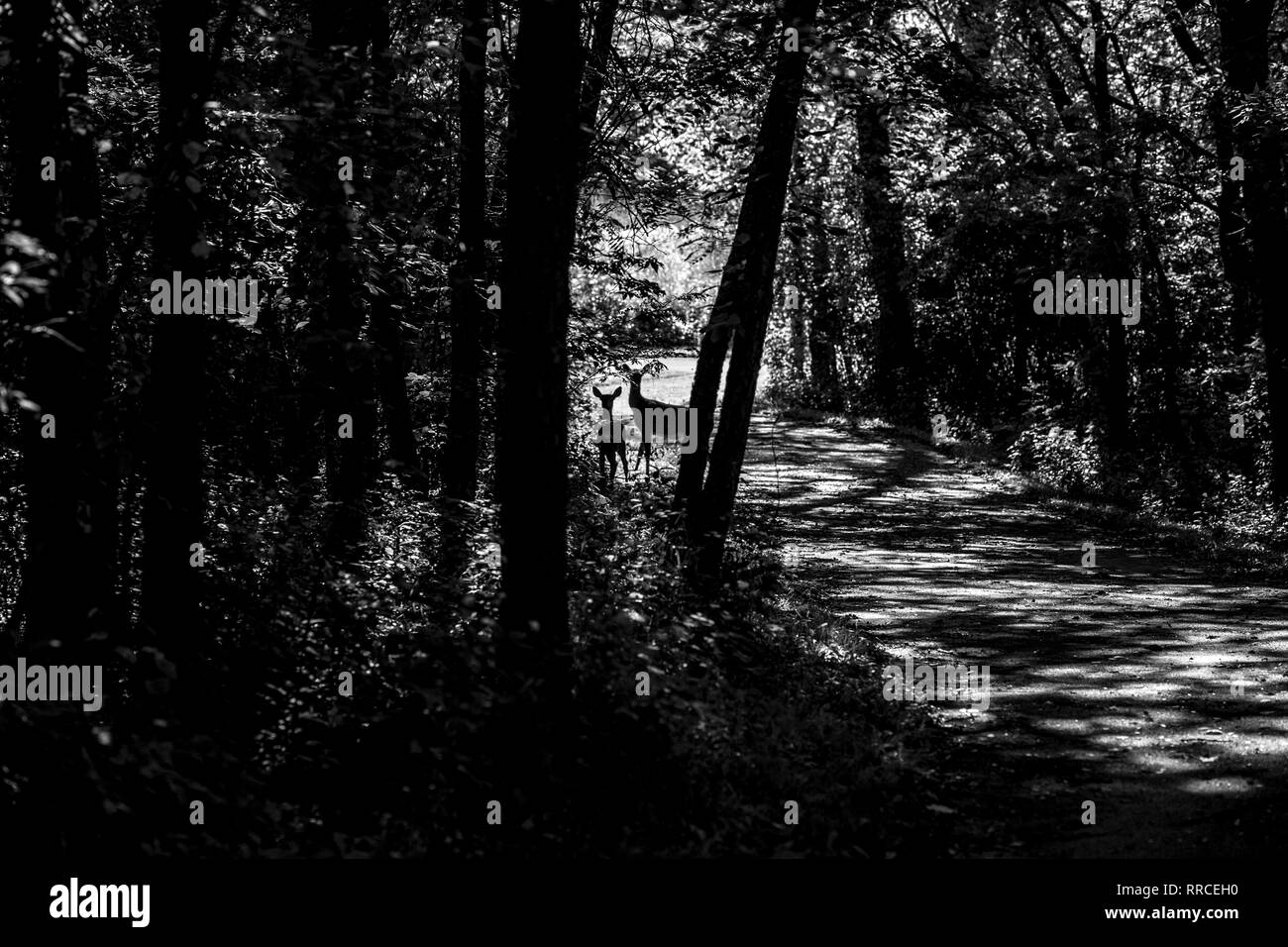 Deer silhouetted among trees along the Jordan Creek Bike Trail near the Rothchild Nature Trail, West Des Moines, Iowa, US. Stock Photo