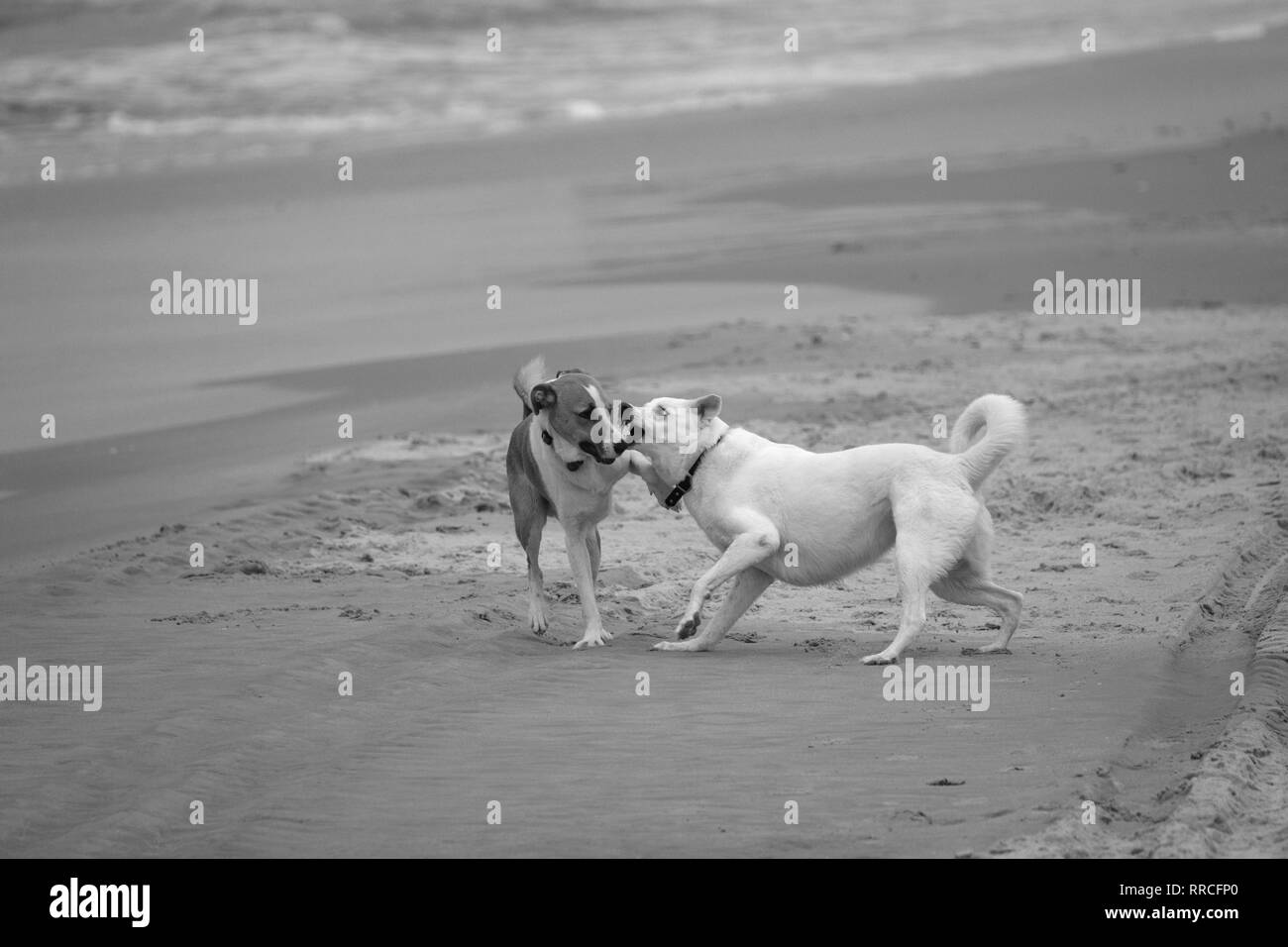 2 playful dogs playing and fighting on a beach in black and white Stock Photo