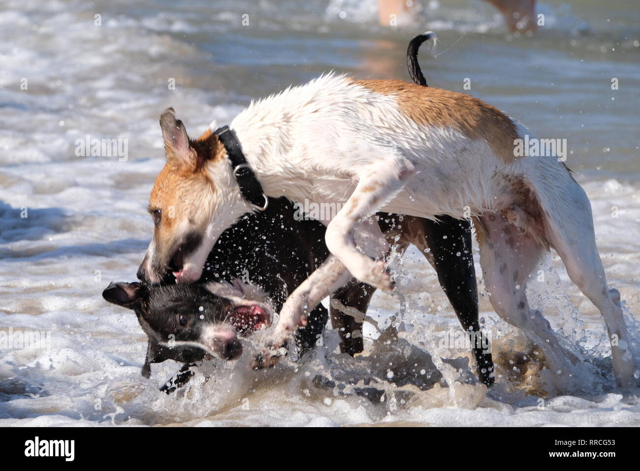2 playful dogs playing and fighting on a beach Stock Photo - Alamy