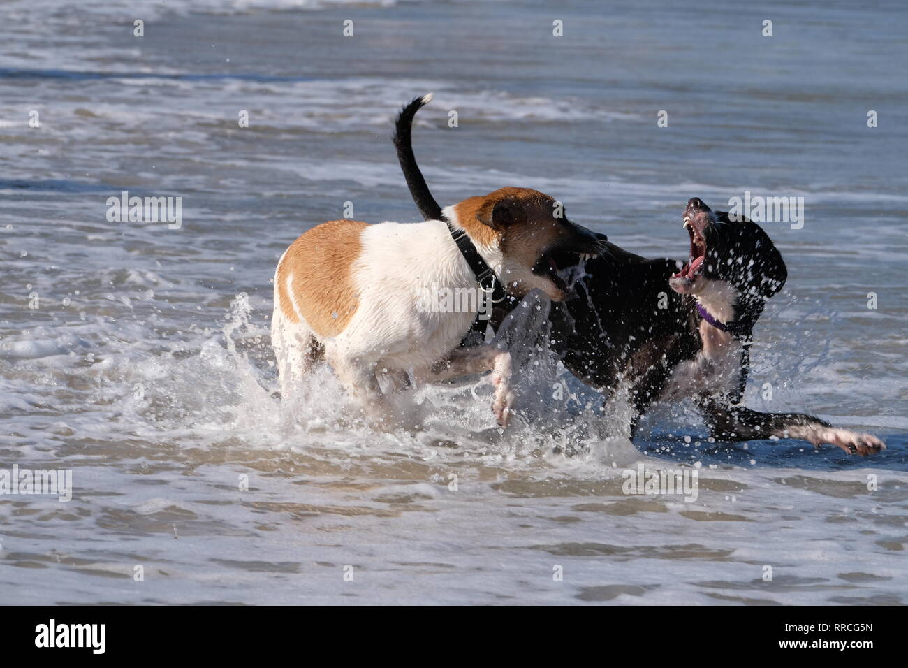 2 playful dogs playing and fighting on a beach Stock Photo - Alamy