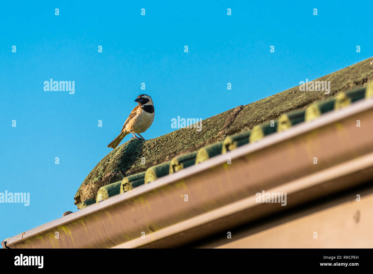 A Cape Sparrow in an urban environment, sitting on a roof. Passer melanurus. Stock Photo