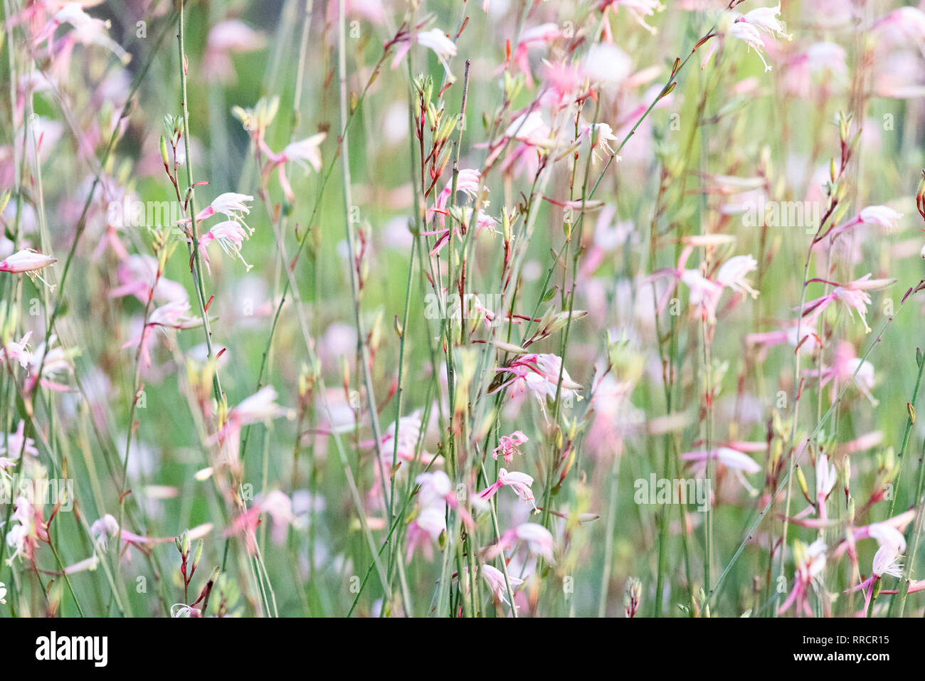 A Gaura Belleza bush with pink flowers moving in the breeze. Stock Photo
