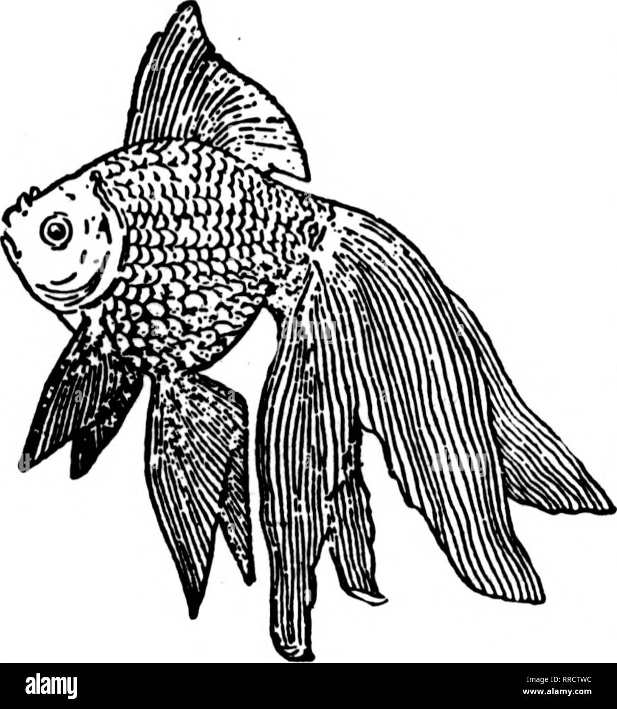 Bg fish supplies online