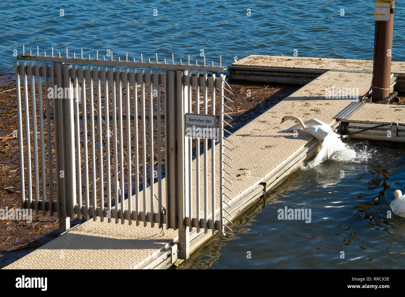 swan tries to get on a jetty at lake Kemnade, sign enter at own risk, Bochum, Germany.  Schwan versucht auf einen Steg am Kemnader See zu kommen, Schi Stock Photo