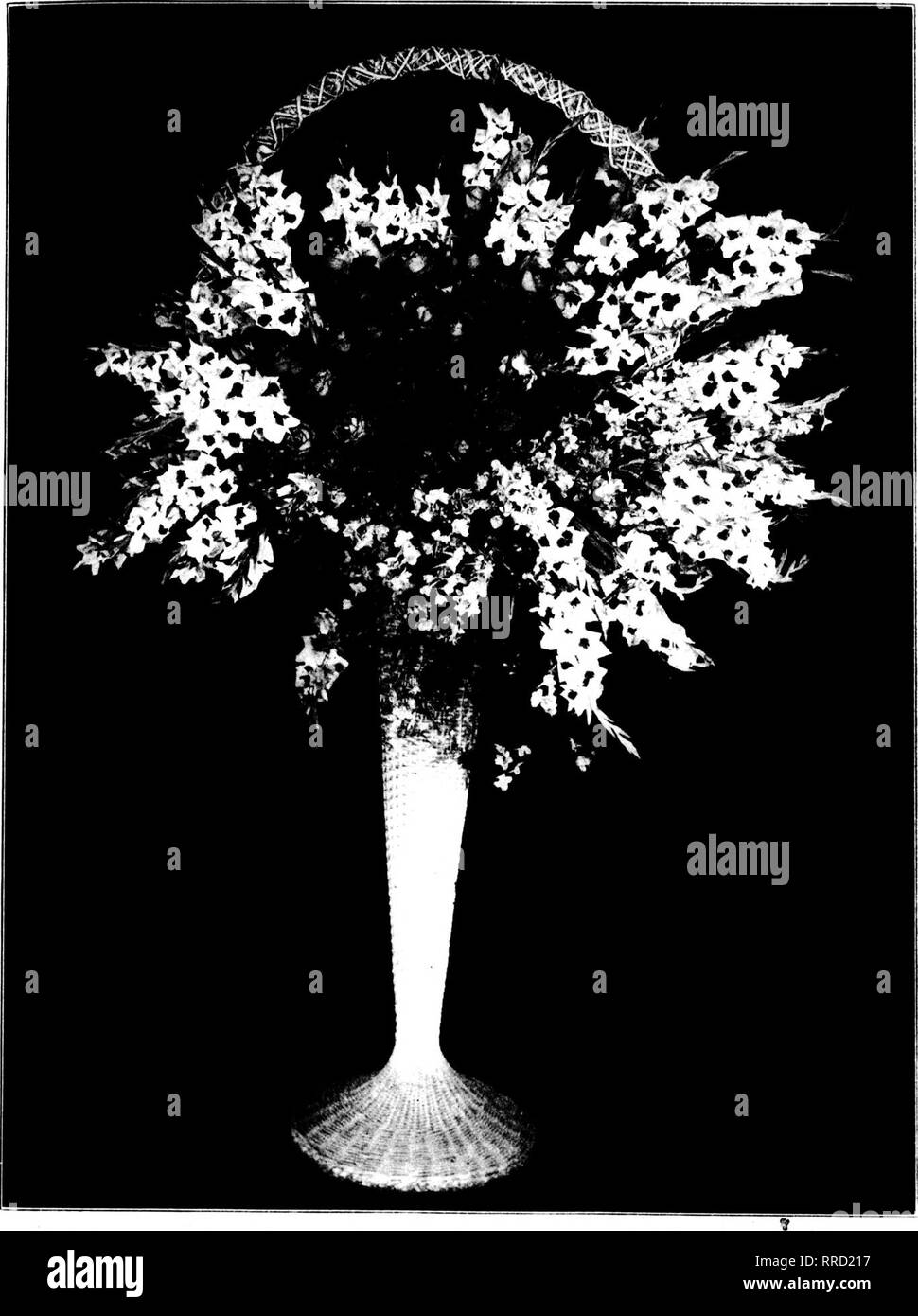 Tako Black and White Stock Photos & Images - Alamy