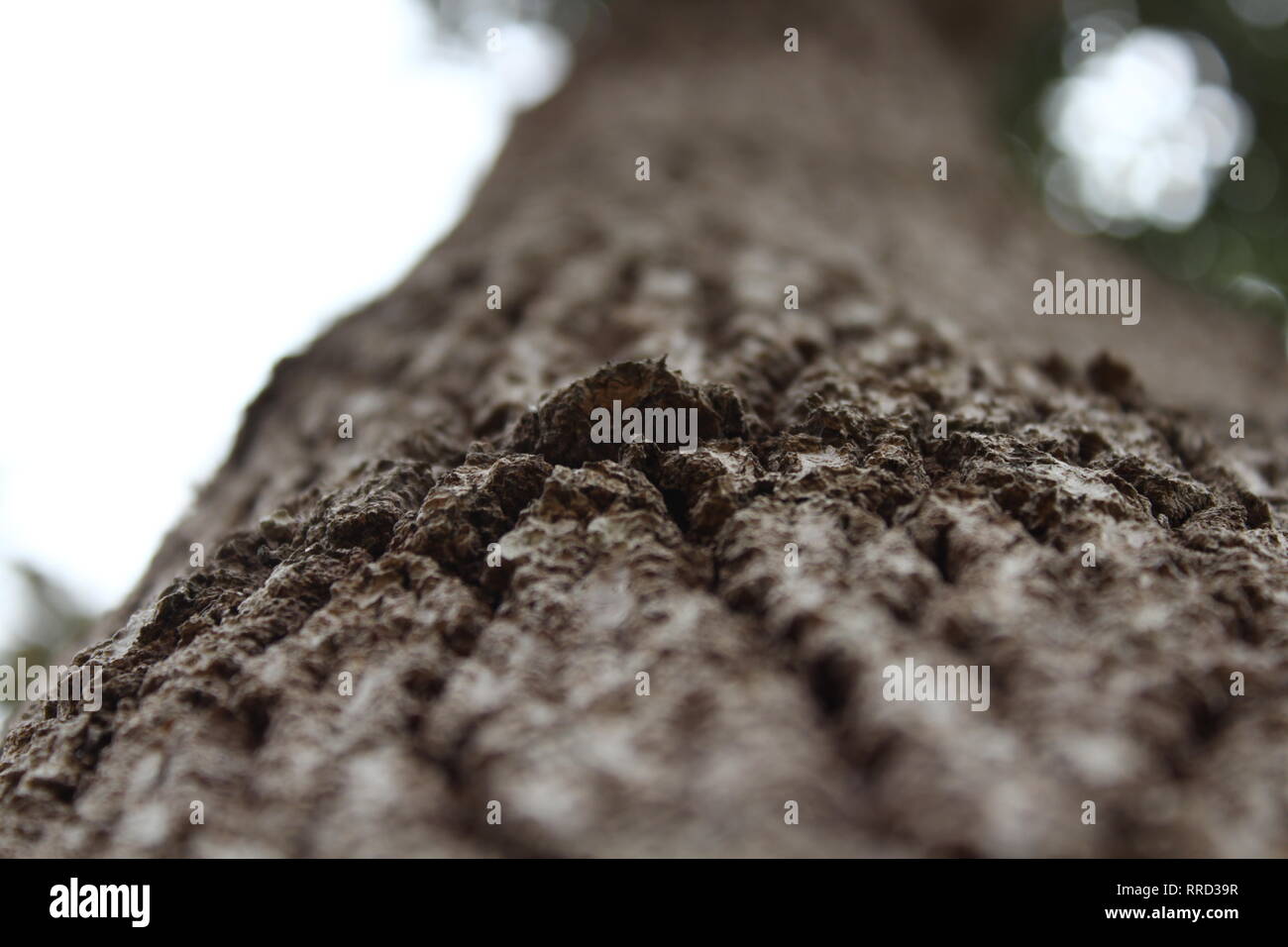 Beautifull tree, nature, wild life Stock Photo