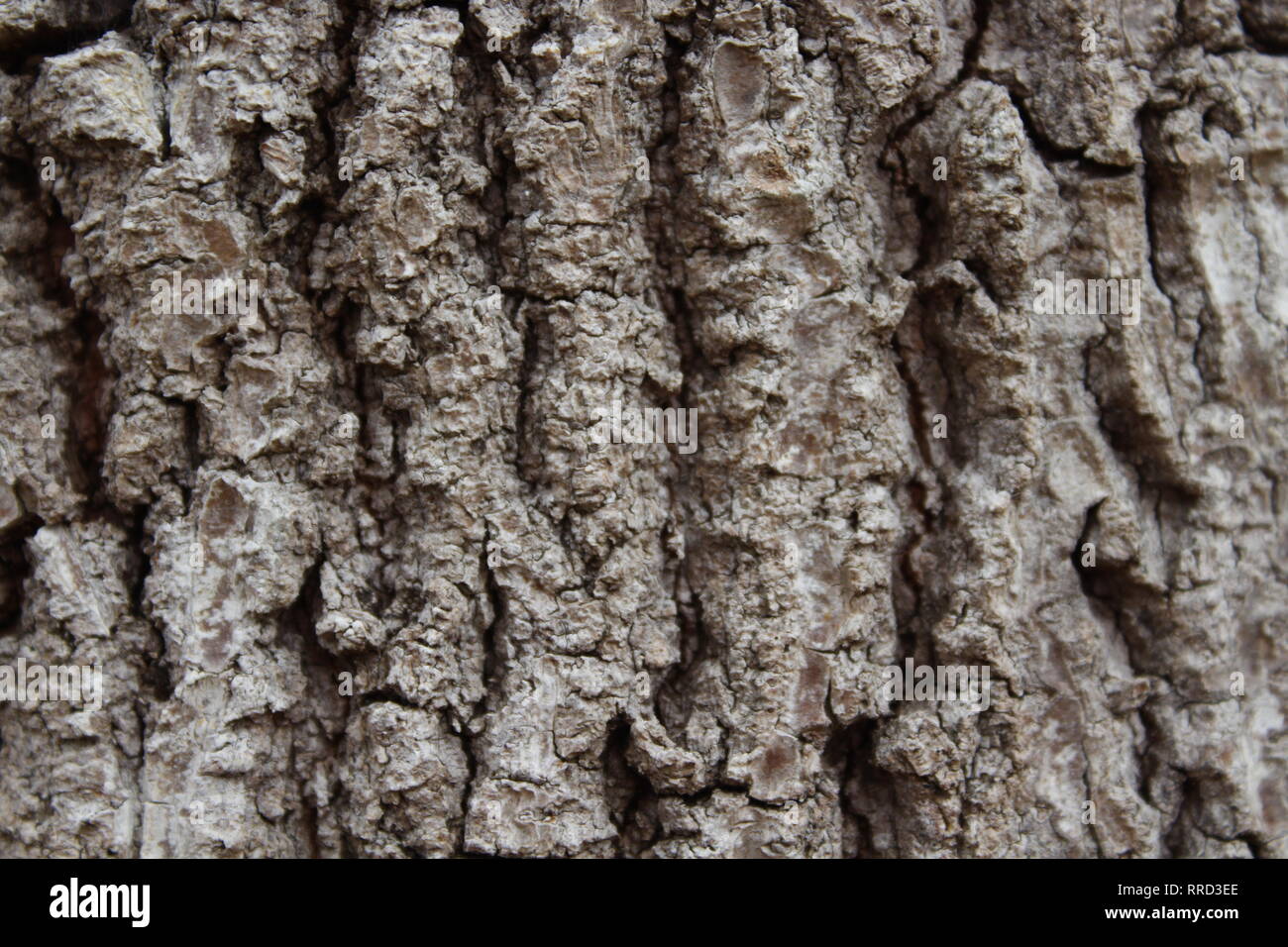 Beautifull tree, nature, wild life Stock Photo