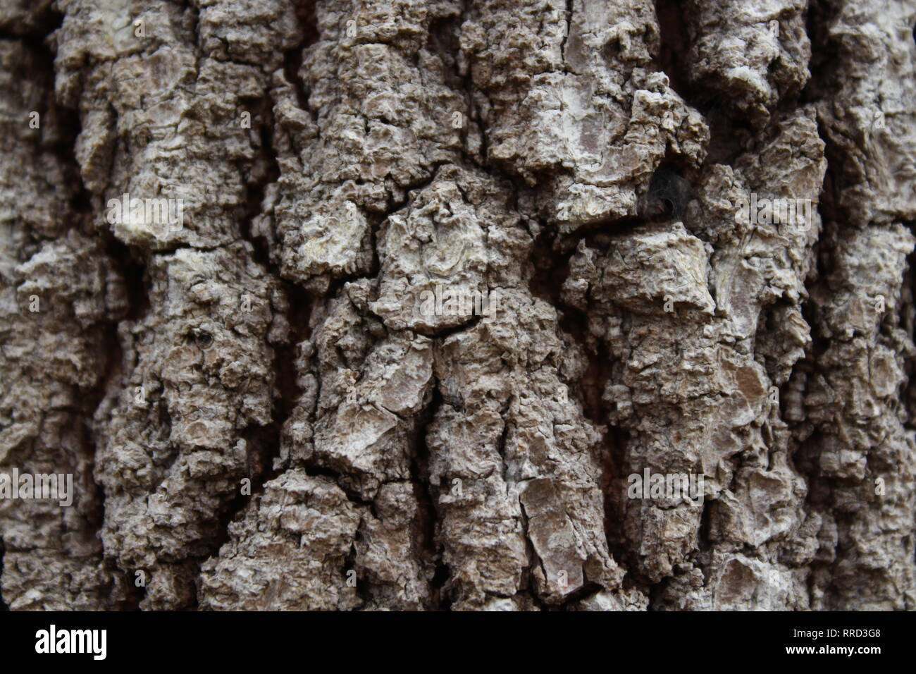 Beautifull tree, nature, wild life Stock Photo