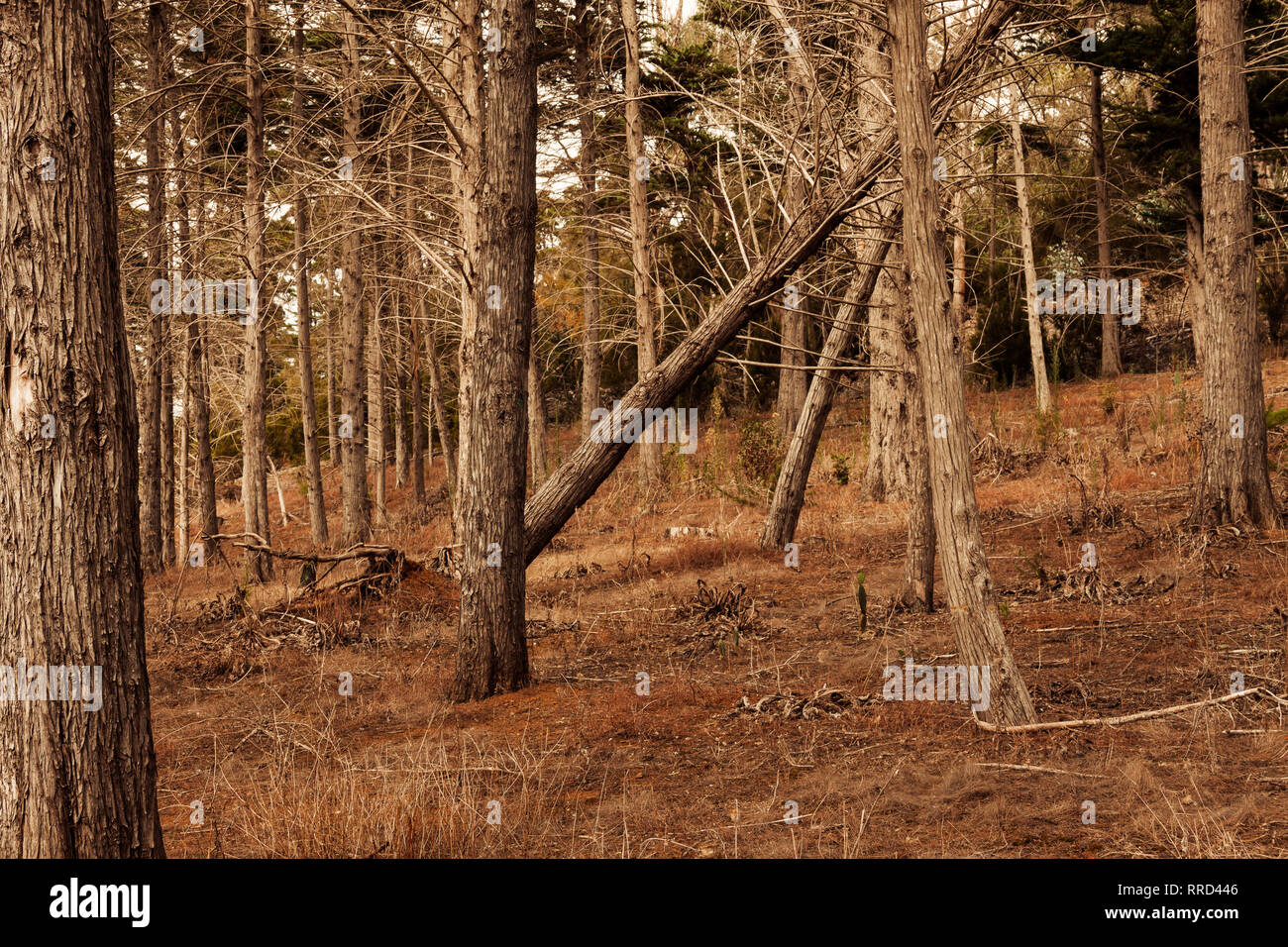 Reserva Natural del Brezal, Santa María de Guía, Gran Canaria - Stock Image