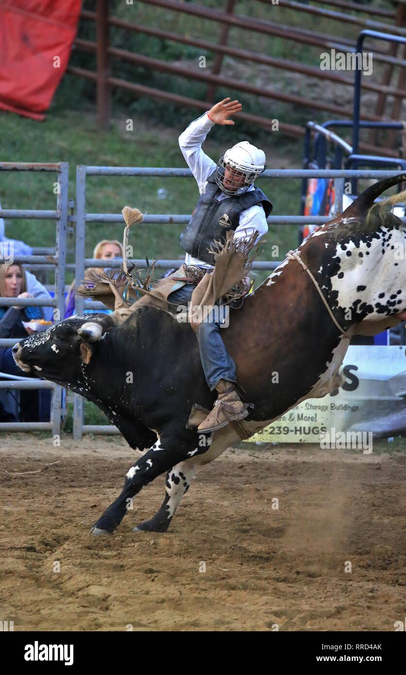 Rodeo Bull Rider in action Stock Photo - Alamy