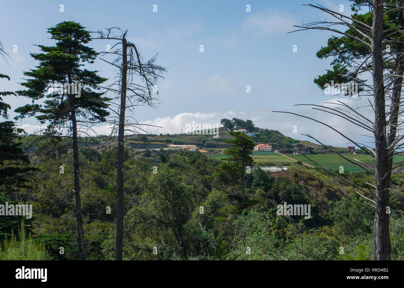 Reserva Natural El Brezal, Santa María de Guía, Gran Canaria - Stock Image