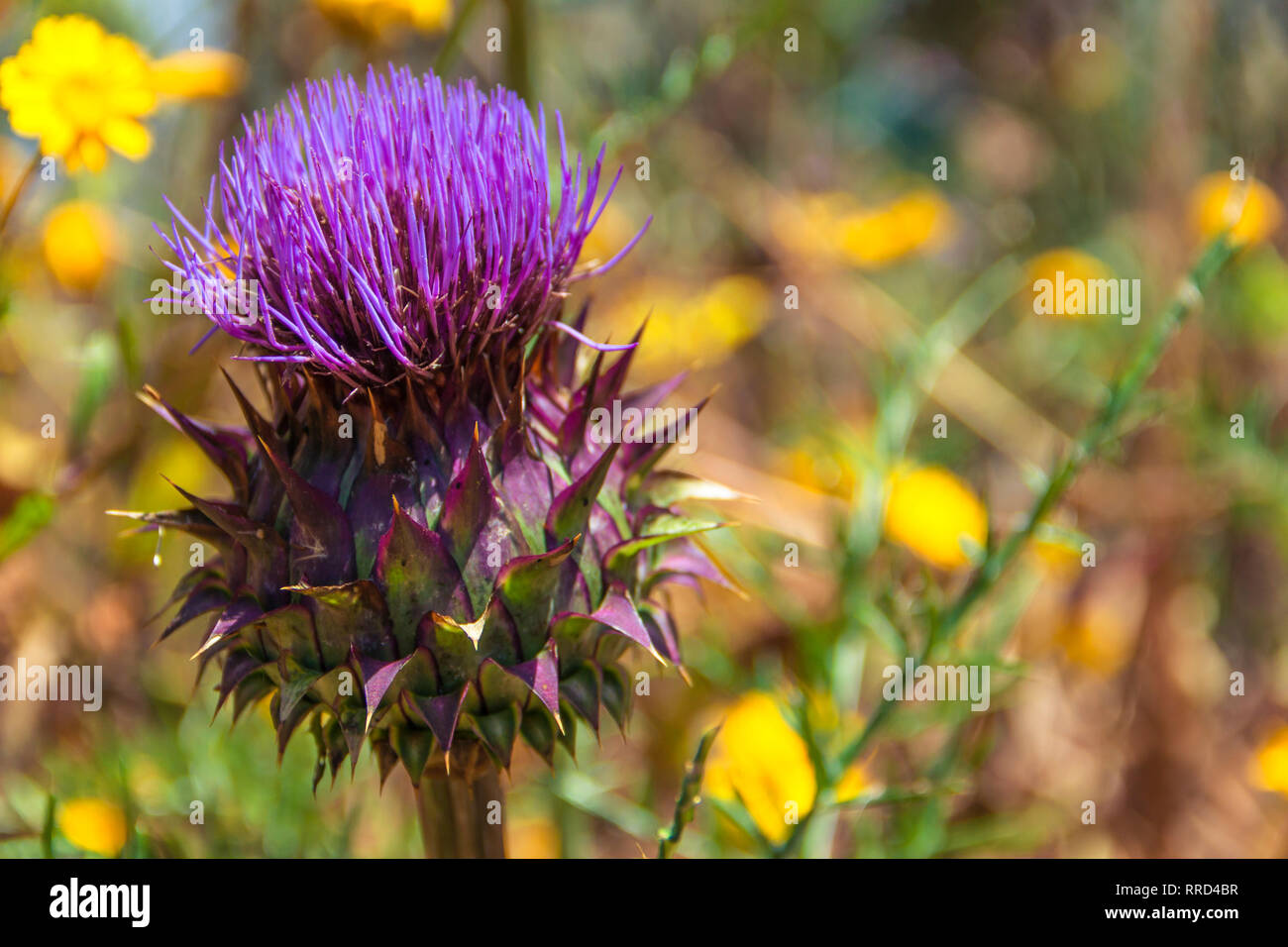 Flor del Cardo, Santa María de Guía, Gran Canaria - Stock Image