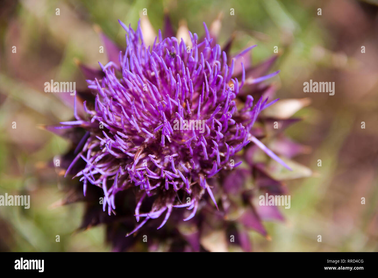 Capítulos florales, Flor del Cardo, Santa María de Guía, Gran Canaria - Stock Image