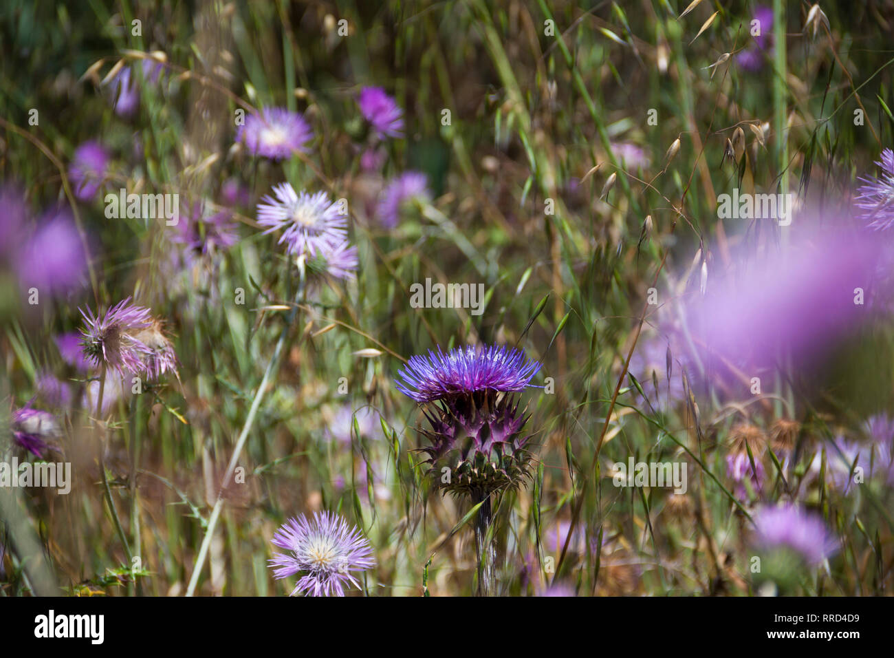 Flor del Cardo entre Cardo común, Santa María de Guía, Gran Canaria, España - Stock Image
