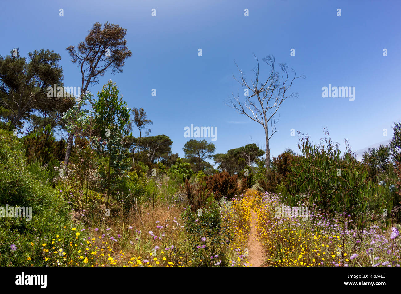 Reserva Natural El Brezal, Santa María de Guía, Gran Canaria - Stock Image