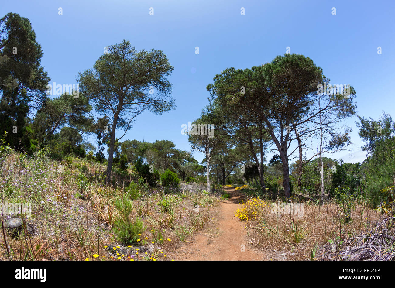 Reserva Natural del Brezal, Santa María de Guía, Gran Canaria - Stock Image