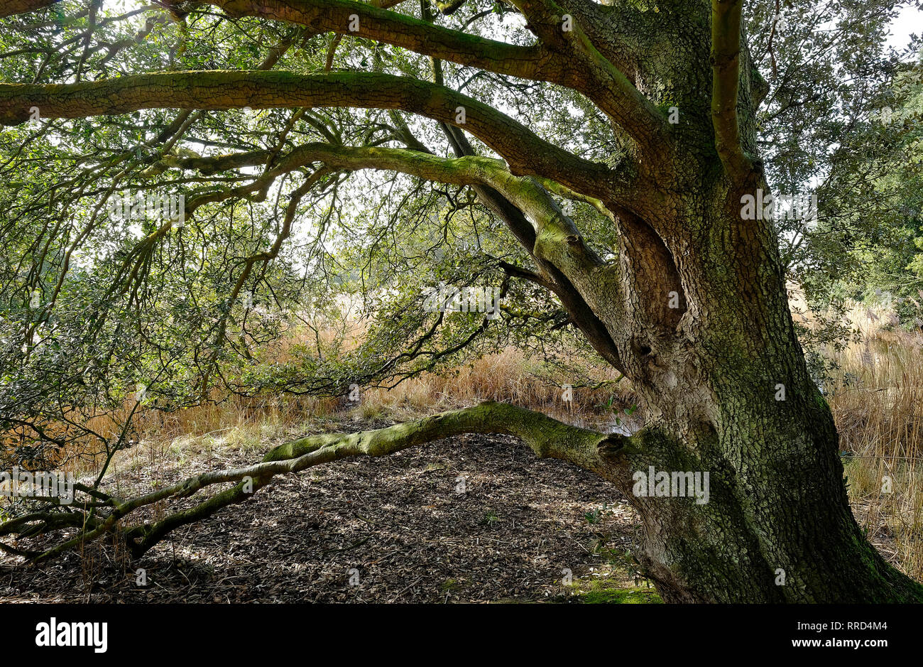 holm oak tree, holkham estate, north norfolk, england Stock Photo Alamy