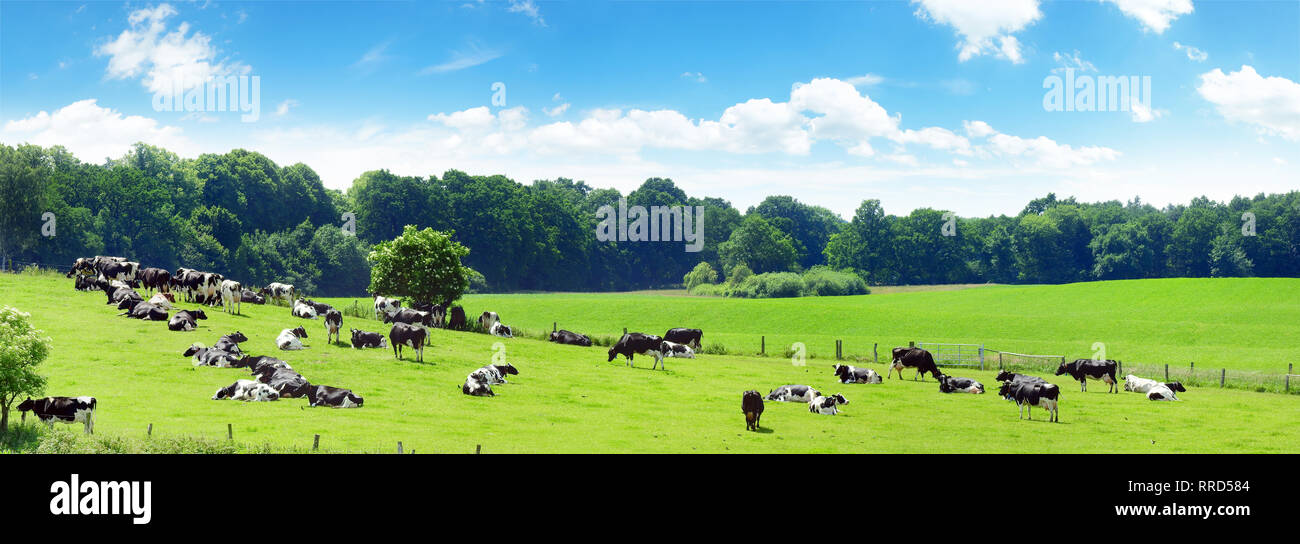 Panorama black white cows hi-res stock photography and images - Alamy