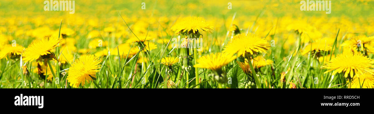 Dandelion Meadow Panorama Stock Photo - Alamy