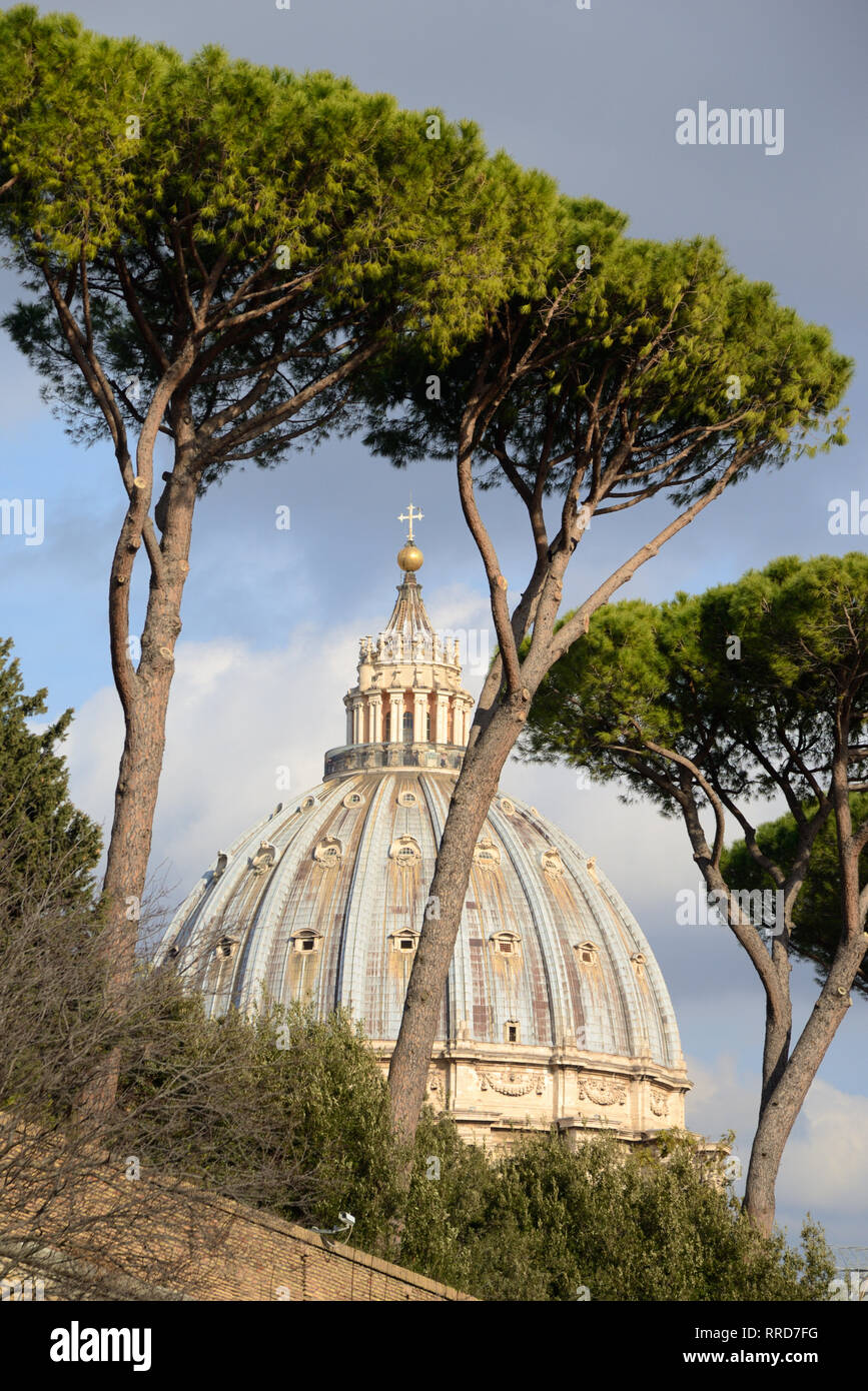 Dome of Saint Peter's Basilica Framed by Umbrella Pines or Italian Stone Pine Trees, Pinus pinea Stock Photo
