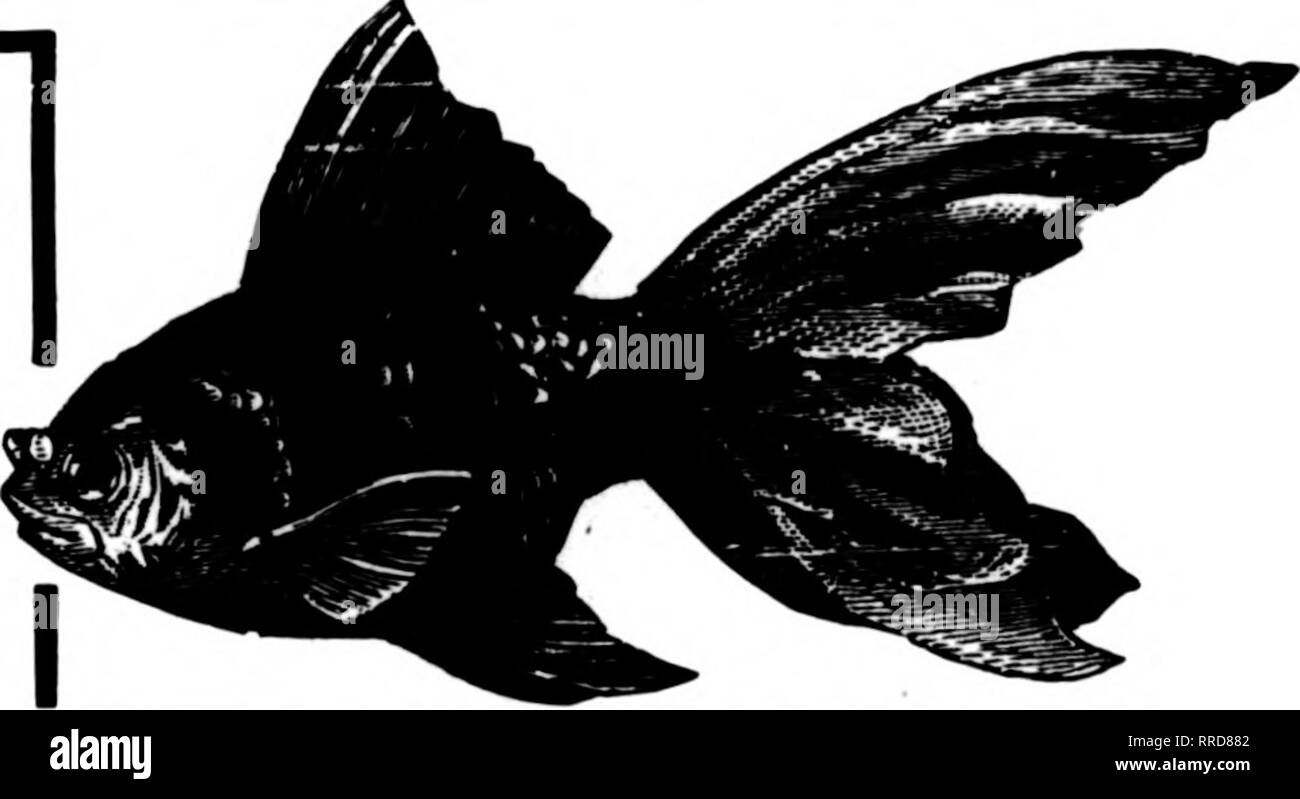 Fancy goldfish Black and White Stock Photos & Images - Alamy