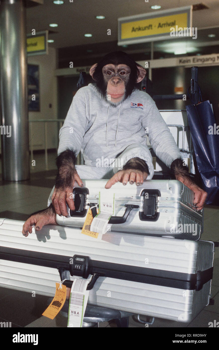 Unser Charly / Folge: Good bye Charly / Nach reiflicher Überlegung und im engen Kontakt mit der Leiterin einer Schimpansenfarm in Kenia, beschließen Dr. Martin und die Familie, CHARLY in Afrika auszuwildern. Also heißt es Abschied nehmen. / C42530 / , 11DFAZDFCHA / Überschrift: UNSER CHARLY / D 1997 Stock Photo
