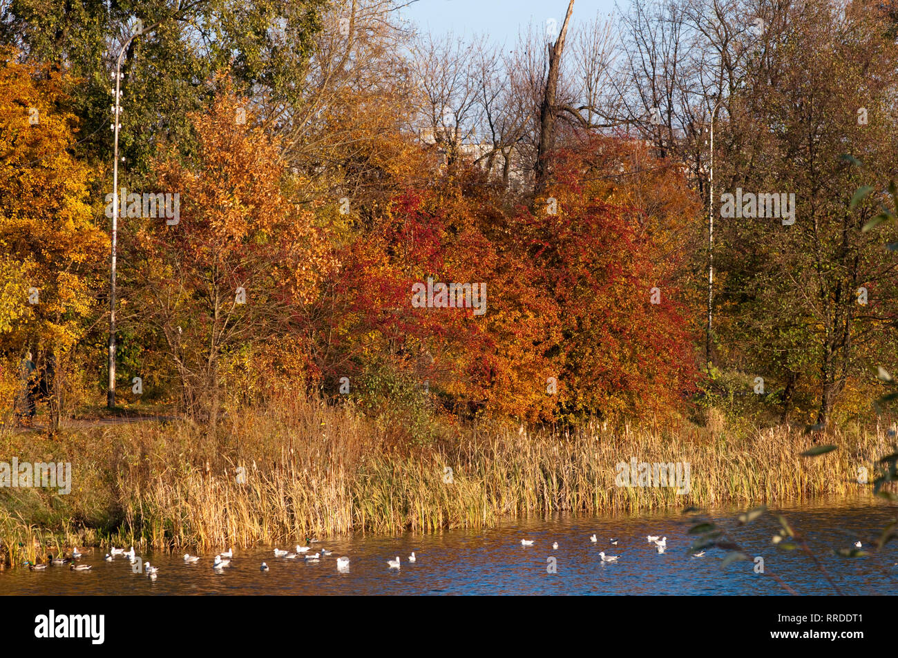 High resolution image. Autumn forest on the bank of lake Stock Photo ...