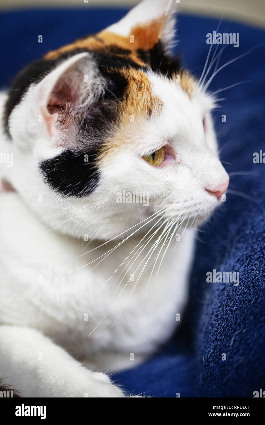 portrait of a thoroughbred white tabby cat with white fur and brown and black patches around his