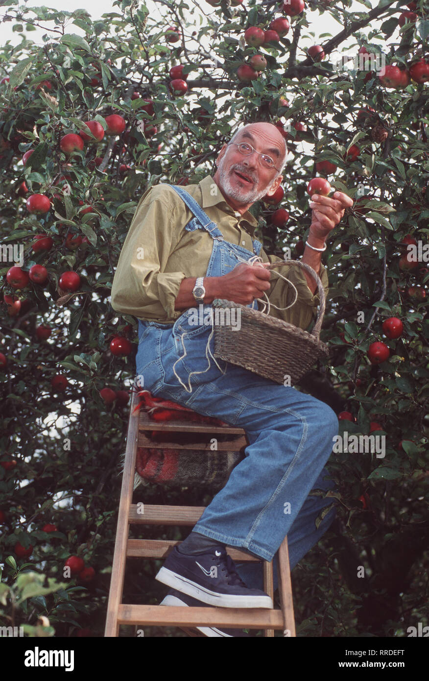 Löwenzahn - Peter (PETER LUSTIG) steht auf der Leiter und erntet Äpfel, als plötzlich ein unbekanntes Flugobjekt im Apfelbaum hängenbleibt. Regie: Hannes Spring, Wolfgang Teichert aka. Drachen fliegen / Überschrift: LÖWENZAHN / BRD 1998 Stock Photo
