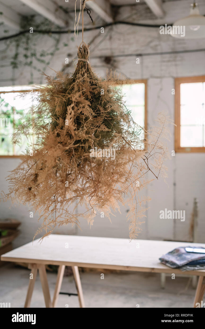 Concept of bunch of coniferous twigs drying and hanging on twist in