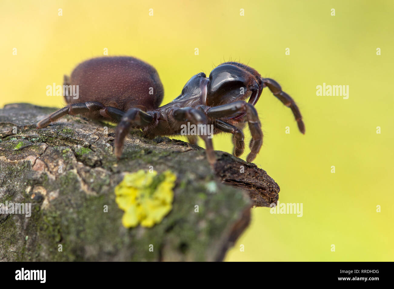 Brown spider Atypus muralis in Czech Republic Stock Photo
