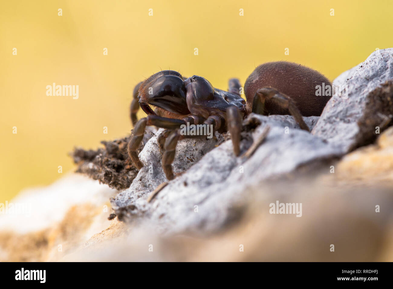 Brown spider Atypus muralis in Czech Republic Stock Photo