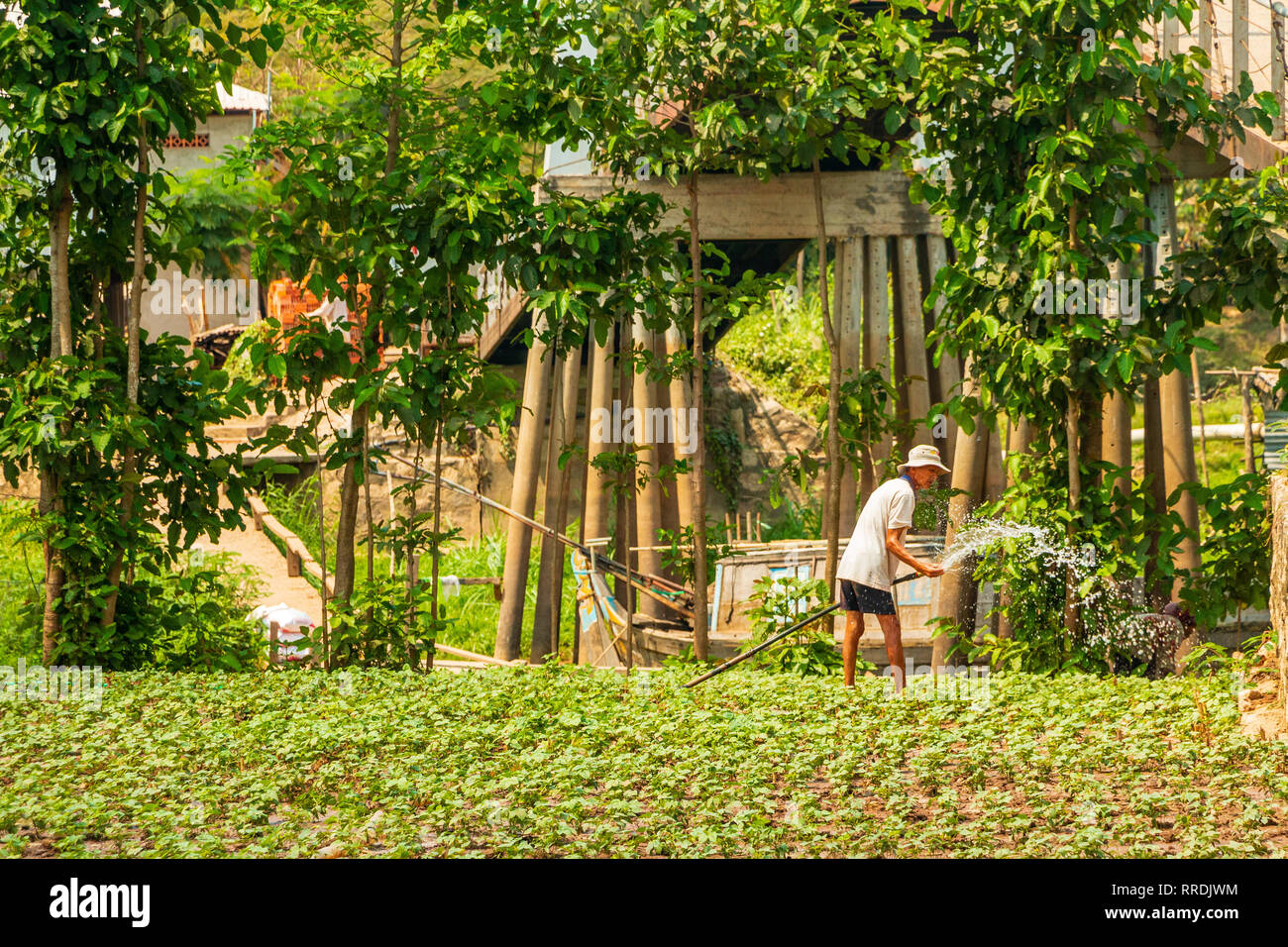 Asian farmer watering his crops hi-res stock photography and images - Alamy