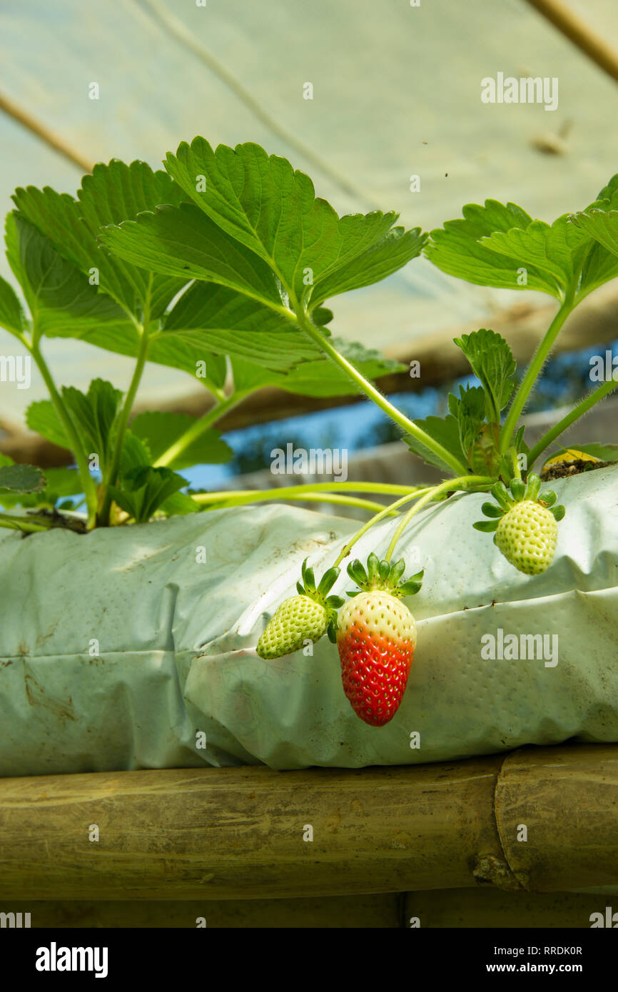 Hydroponic strawberry plant farming detail inside a greenhouse Stock