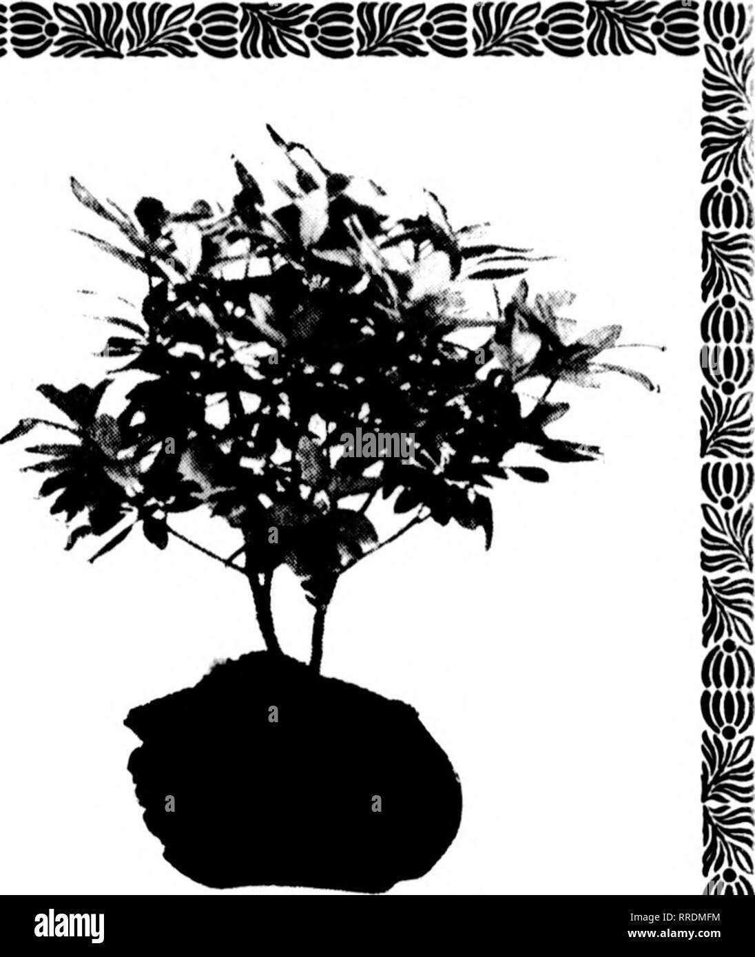 Dendron Black and White Stock Photos & Images - Alamy