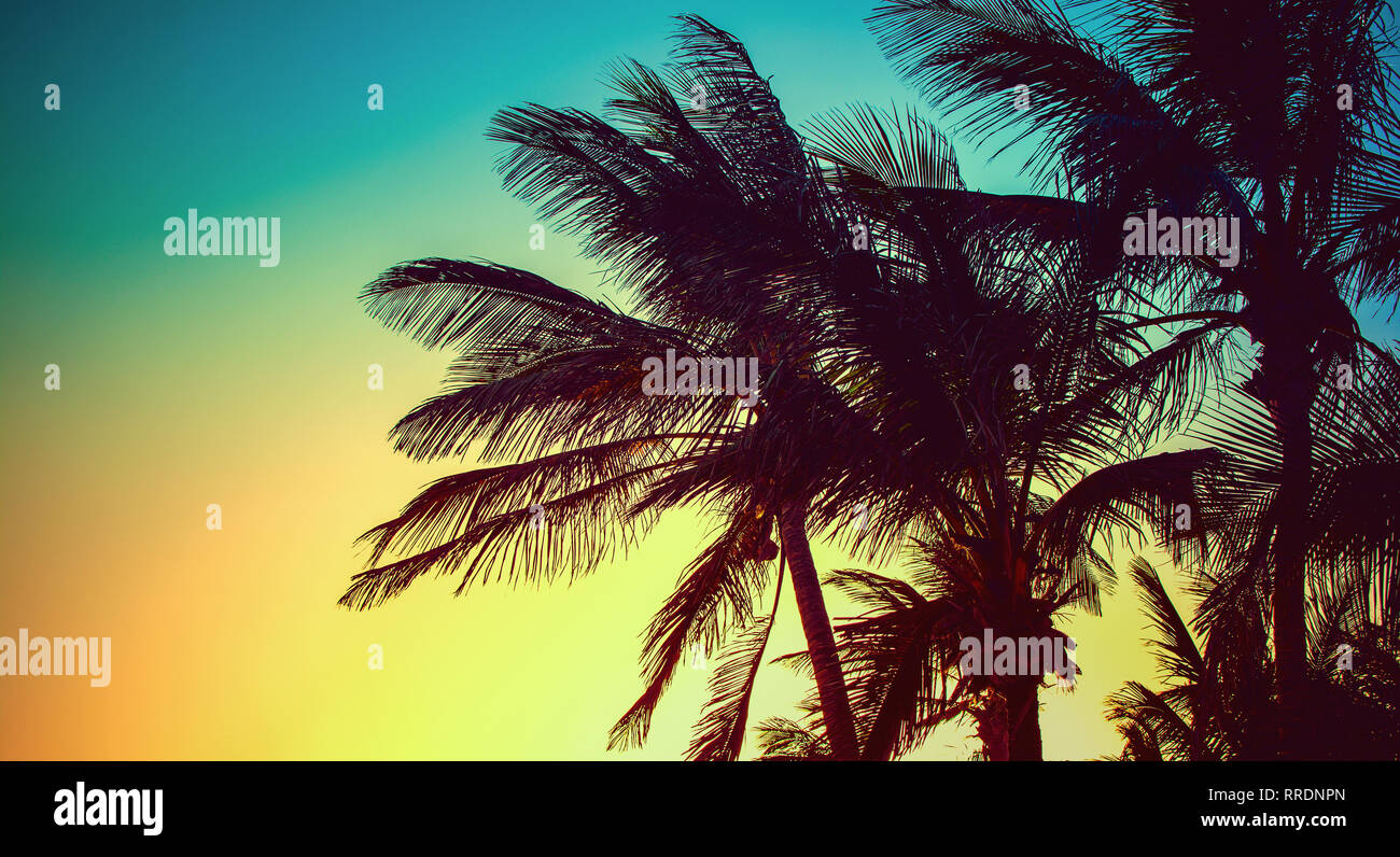 Toned photos of sihouetted palm trees, bright yellow, blue, sunset against the sun, long photo banner, selective focus Stock Photo