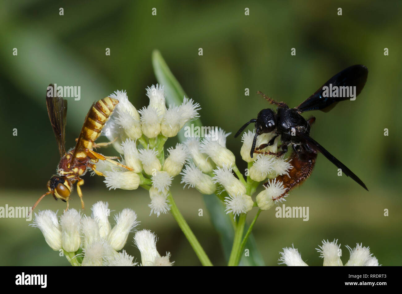 Weevil Wasp, Cerceris intricata, and Scoliid Wasp, Scolia dubia, feeding on Seep-willow, Baccharis salicifolia Stock Photo