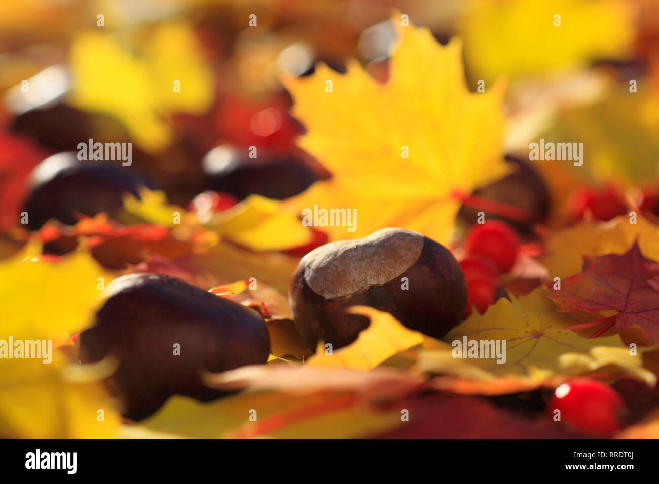 Maple and chestnut hi-res stock photography and images - Alamy