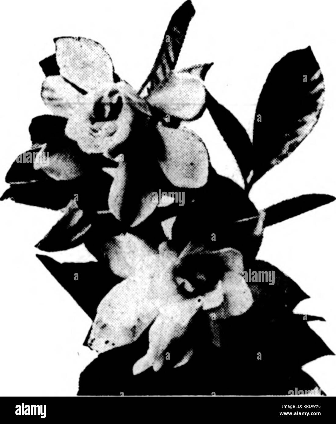 . Florists' review [microform]. Floriculture. ,,, ^ CAPE JASMINES #'»»^'m. ^^' GRANDIFLORA-THE QUEEN OF FLOWERS Welfare now shipping and will continue to ship to June 10. Ordei-s for Decoration Day should be sent in as early as possible. Our buds are fine with plenty of foliage: Short Stems, 4 to 8 inches, per 1000 ^12.00 Medium Stems, 8 to 12 inches, per 1000 18.00 Medium Stems, 8 to 12 inches, per 100 2.00 Jtj ^i^^^^K^ jya.% Stems, 12 to 18 inches, per 1000 25.00 /I. &quot;M J^K^^^^^ Long Stems, 12 to 18 inches, per 100 3.00 50 buds, prepaid, for $1.75 We ship C. 0. D. to responsible partie Stock Photo