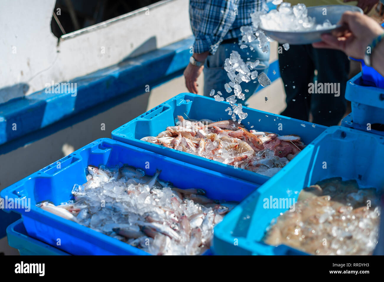 A fisherman covers fresh fish with ice after it's been unloaded from a ...