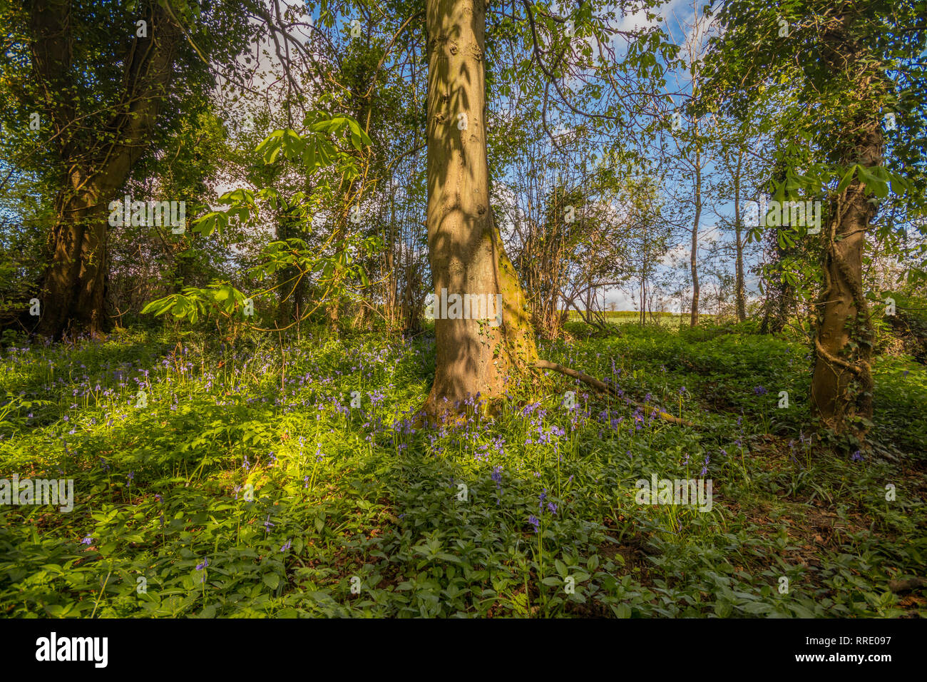 Bluebell woods, Patching, West Sussex, UK Stock Photo Alamy