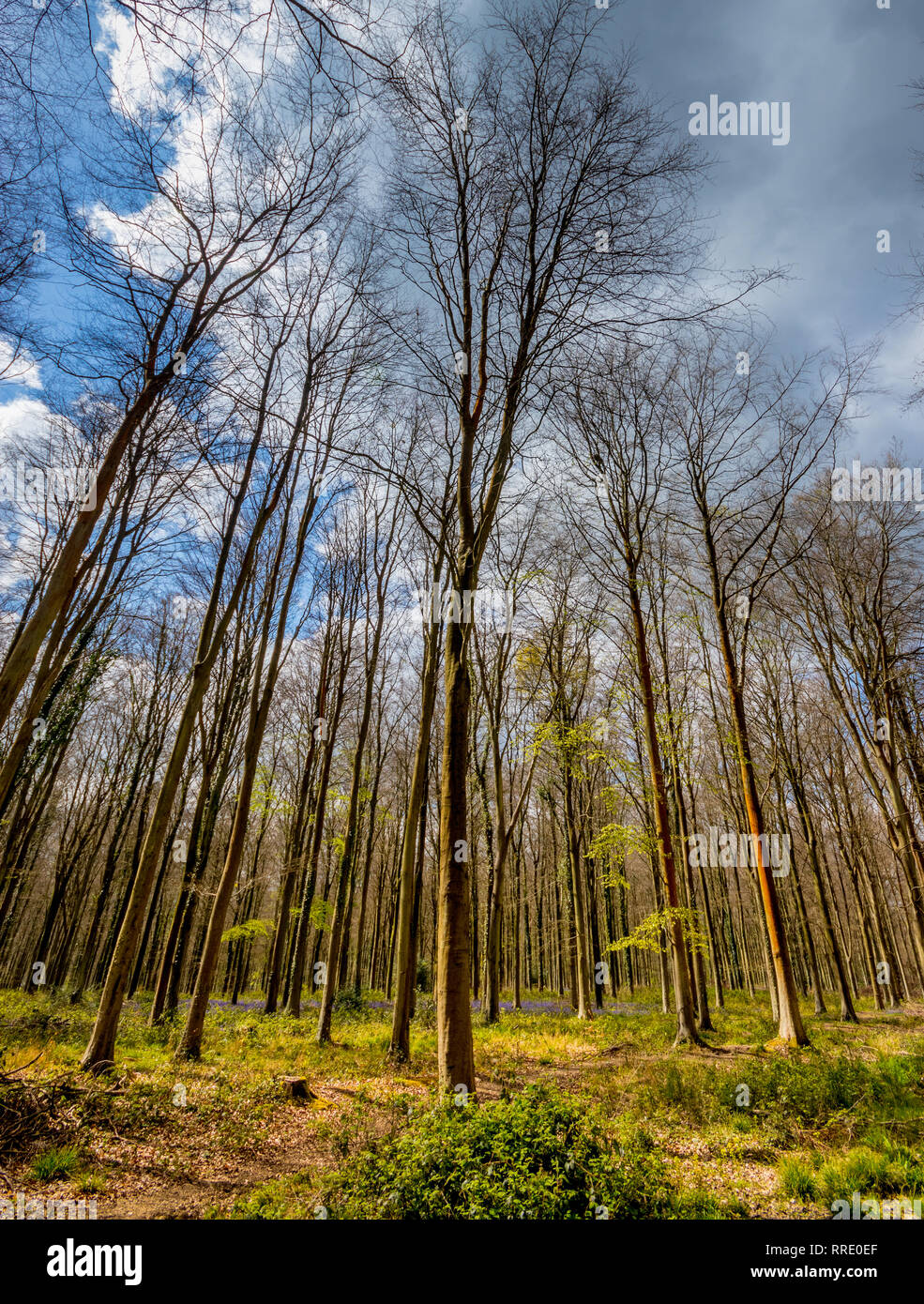 Bluebell woods, Patching, West Sussex, UK Stock Photo Alamy