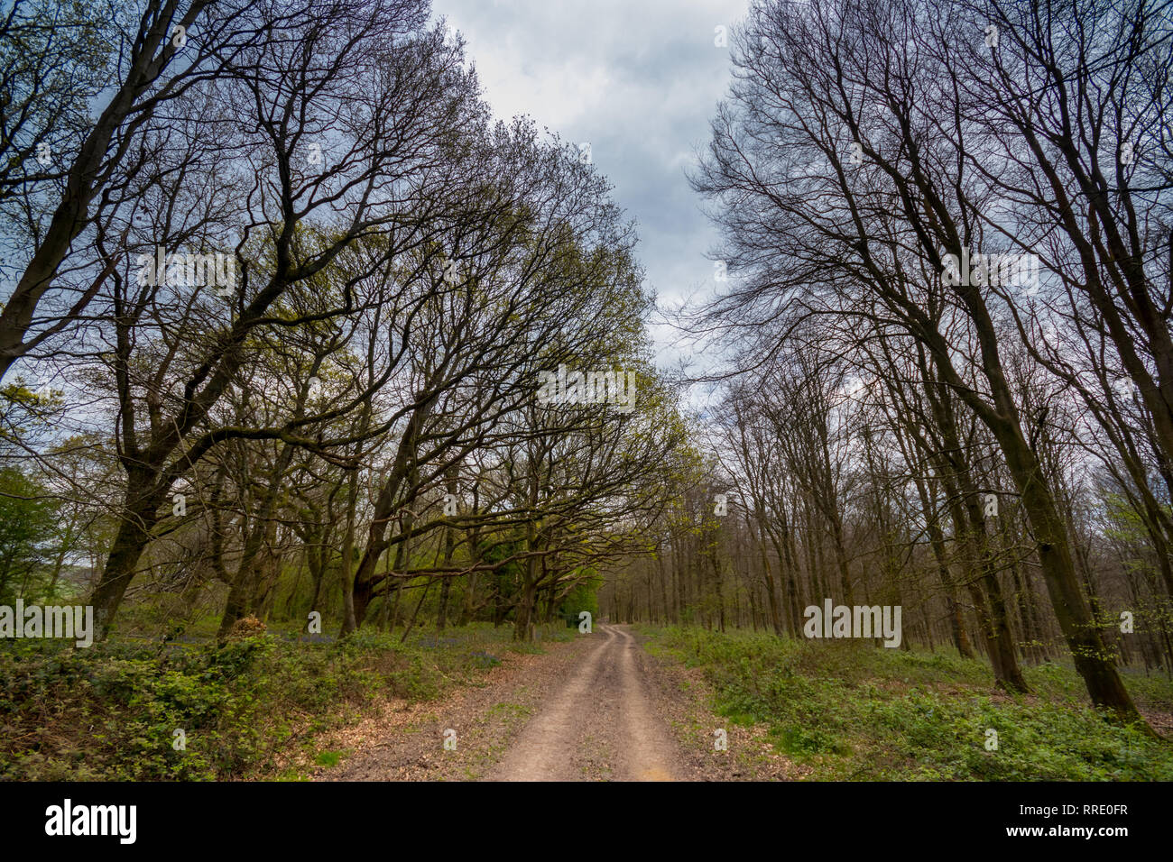 Bluebell woods, Patching, West Sussex, UK Stock Photo Alamy